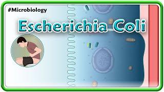 Escherichia coli (E. coli) Animation | Microbiology USMLE Step 1