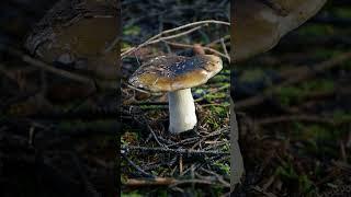 Russula Brittle Gills - Big Lagoon California #fungi #fungus #russula