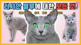 러시안 블루에 대한 모든 정보! [고양이 품종 특징]