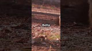 Sammy and Bella's Forest Adventure  #childrenstorytime #kids #bedtimestories #lessonablestories
