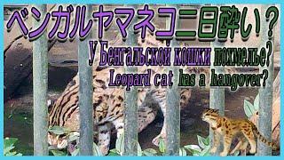 【１駅分の癒し（急行）】【4K】ベンガルヤマネコ二日酔い？У Бенгальской кошки похмелье? Leopard cat has a hangover?