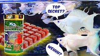 Top SECRET Best fish food for PKBM molly fish