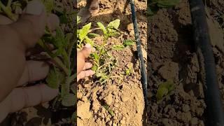 Removing wild brinjal from Grafted tomato #farming #orchard #agriculture #farm