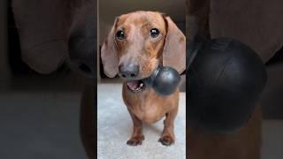 Mini dachshund is always ready to play fetch!