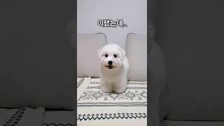 셀프 미용 실패 #꼬똥 #꼬똥드툴레아 #애견미용 #coton #cotondetulear