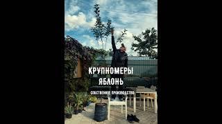 Яблони КРУПНОМЕРЫ