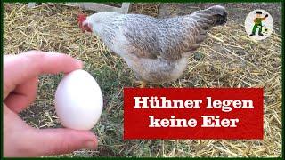 Hühner legen keine Eier, aber warum?