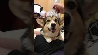 Счастливая собака корги