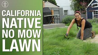 California Native No Mow Lawn | Sara Bendrick