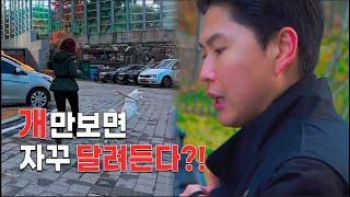 "자꾸만 달려드는 강아지" - 우리 강아지가 달라졌어요! [진돗개 흰둥이]
