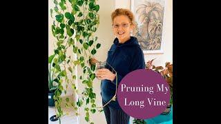 Pruning My Long Indoor Vine #shorts #houseplants #pruning #indoorplants