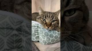 #красавчик #fanni #cat #shortvideo #youtube