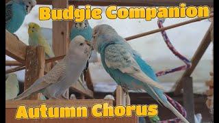 1 Hour of Budgies Autumn Chorus - Budgie Companion Video