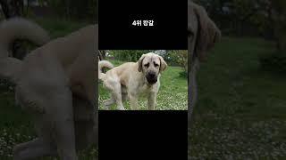 세상에서 가장 강한 개 TOP5
