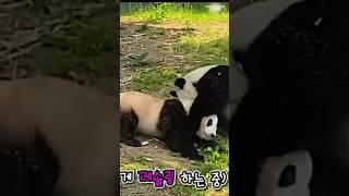 Fubao is acting silly with her mother Aibao #panda #fubao #aibao #熊猫 #福宝 #푸바오