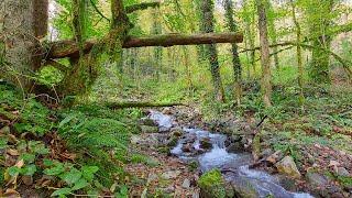 Gentle mountain stream without birds. 10 hours for relaxation, study and sleep.