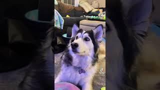 Penelopii watches one of her favorite movies “Balto” ️‍