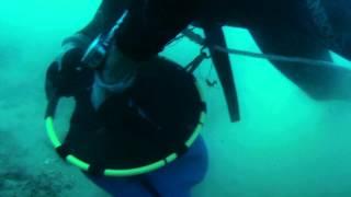 Diving for scallops in Port Philip Bay with Mark, Heath & Des