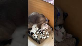 CASCA DE BALA INSEPARÁVEL!  #comedia #gatos #gatalunacatarina