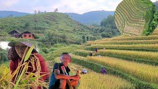 highland rice harvest season. Thanks everyone for helping Hoang.rice harvest