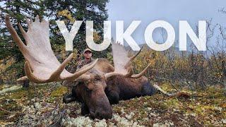 YUKON MOOSE BACKCOUNTRY HUNT | 8 days in the Canadian wilds