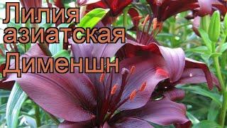 Лилия азиатская Дименшн (lilium)  азиатская лилия Дименшн обзор: как сажать, луковицы лилии Дименшн