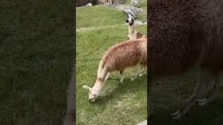 Alpacas (Llamas) At Macchu Picchu Compilation 2022  #Peru #Travel #MacchuPicchu