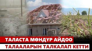 Таласта мөндүр айдоо талааларын талкалап кетти