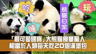 十大中國瀕危動物：「最可愛國寶」大熊貓