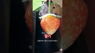 베트남 시골집에 열린 딸기. #설향 #국제커플 #한베가족