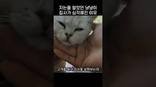 "너 왜그래!!.." 화분 옆 늘어진 냥냥이에 주인이 오싹해진 이유