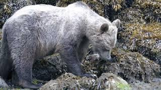 Grizzly Bears, Salmon, & Killer Whales Oh My! | Telegraph Cove, B.C.