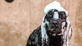 Bath Your Dog at Home with a Master Groomer