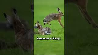 Bunny Secrets Unleashed -Adorable Rabbit Facts - Hop Right Into Your Heart! #rabbits #animalshort