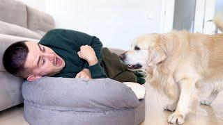 Funny Golden Retriever got angry when the Owner Occupied his Bed