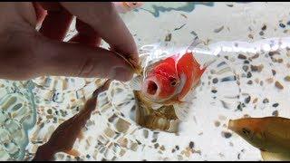 Feeding Goldfish | Hand-Feed Fish