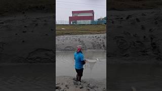 Big fish hitting castnet fishing time. #shorts #fishing #fish #fishingvideo #fishinglife