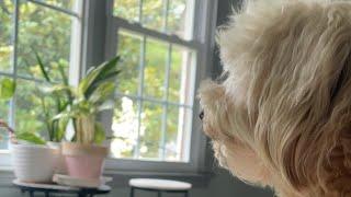 A Quiet Last Sunday of June with Tedi, The Dog With Passport to Travel is live!