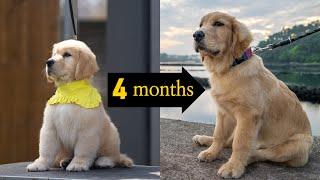 Golden retriever puppy growing up 2-5 months living in Jejuisland South Korea!