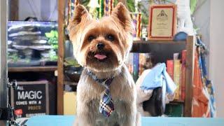 Am I a mouse? | Master groomer trims a little Yorkie