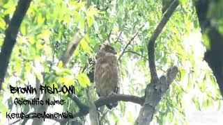 Brown Fish-Owl at Jahangirnagar University ( Wildlife of Bangladesh) by Murshed Abir