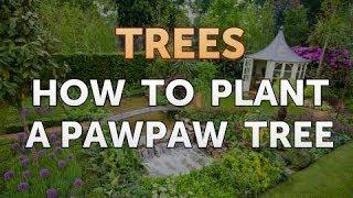 How to Plant a Pawpaw Tree