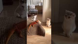 #funnyvideos #scareprank #funnymoments #fail #prankvideos #funny #troll #funnyvideo #cat #shortvideo