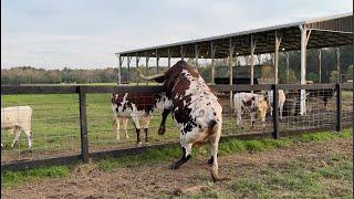 My Longhorn bull really is gone this time!!!