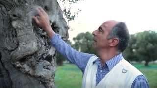 Ancient Olive Trees & Olive Oil | A full-immersion experience of Southern Italy