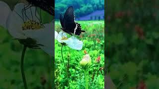 Wasim Advertiser | Beautiful Butterfly  | With Sony A6400 #youtube #pakistan #viral #short