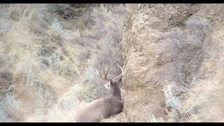 Archery Mule Deer - Alberta Badlands