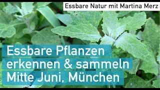 Wildkräuter Mitte  Juni erkennen, sammeln und Rezeptideen in München