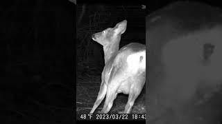 Trail Camera Insights: Glimpse into a Wild Deer's Nighttime World