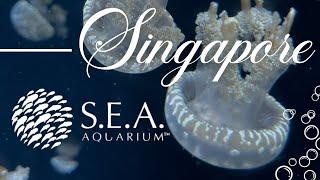 🫧 S.E.A Aquarium in Singapore Vlog | Singapore Travel Vlog